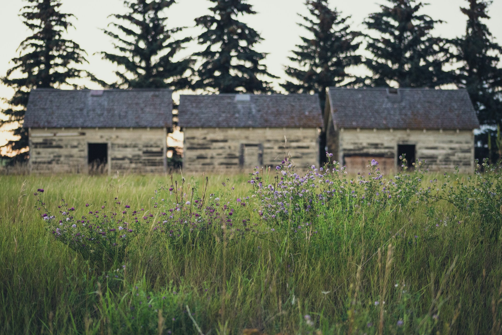 Essential Rural Homesteading Skills for Embracing the Rustic Lifestyle